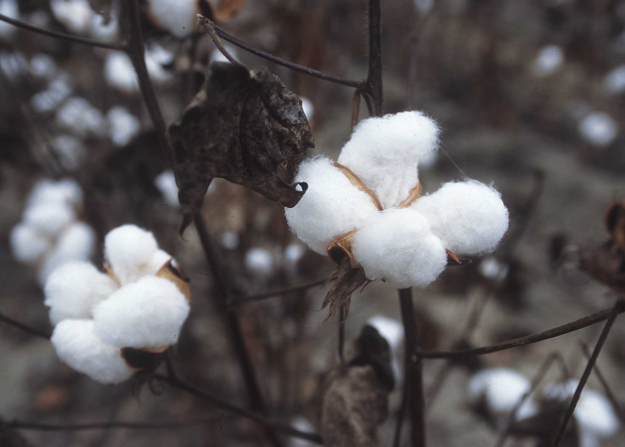 Pictures Of Cotton