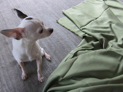 Dog admiring Peter's prize Dog admiring Peter's prize