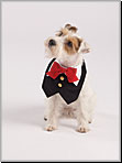 Sewing Patterns & Pets Pattern Reviews