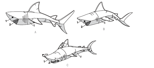 shark plush pattern